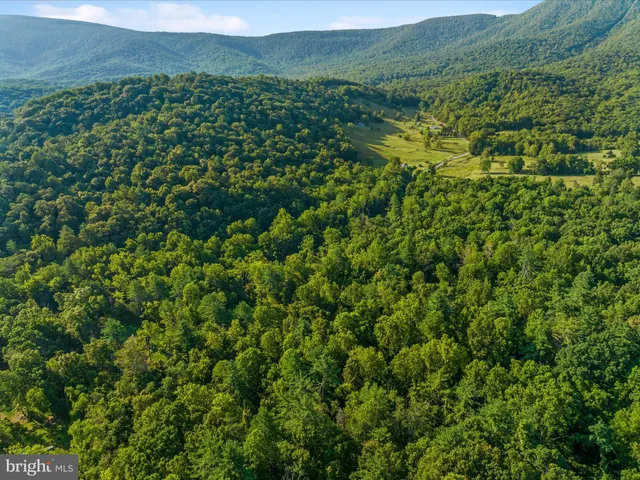 a view of a lush green forest with trees in the background