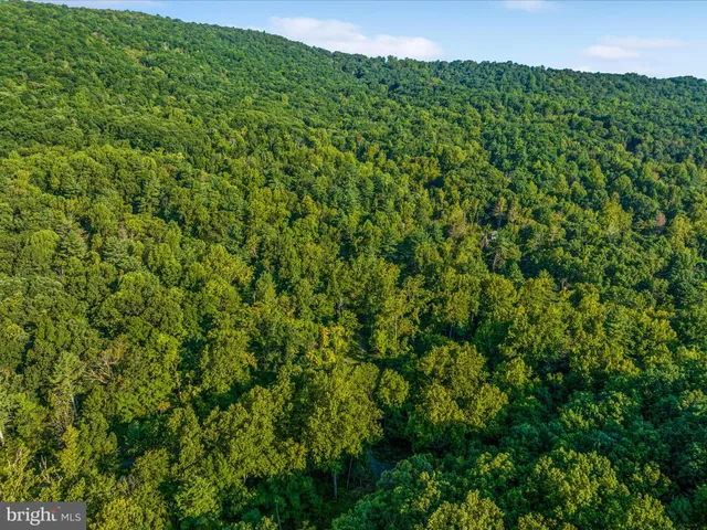 a view of a lush green forest