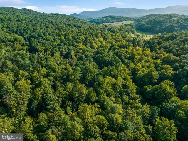 a view of a lush green forest with trees in the background