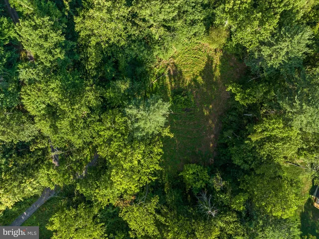 a view of a lush green forest