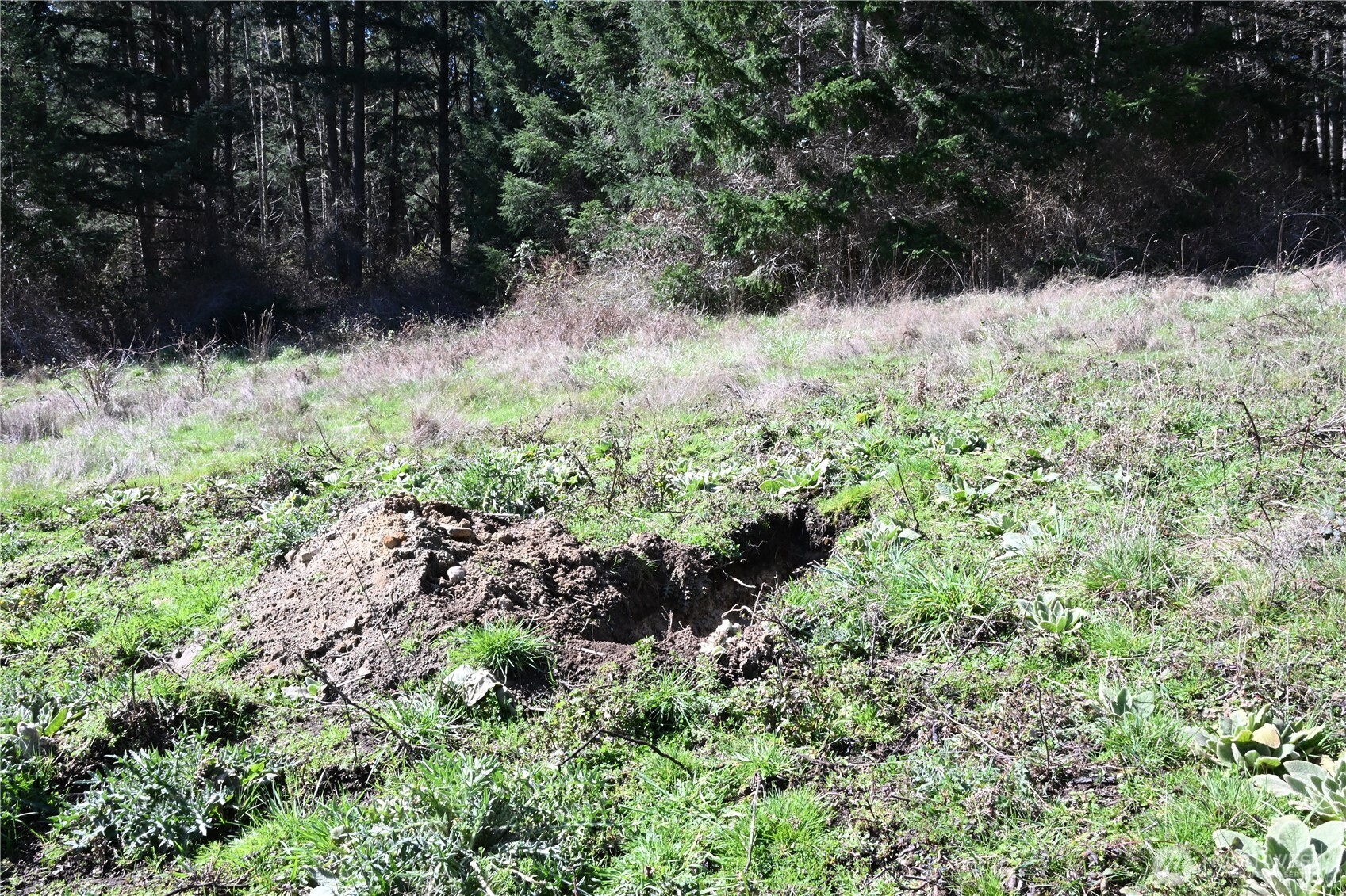 1111 Sandwith Road Friday Harbor, WA 98250 - Photo 14 of 23 a view of a yard