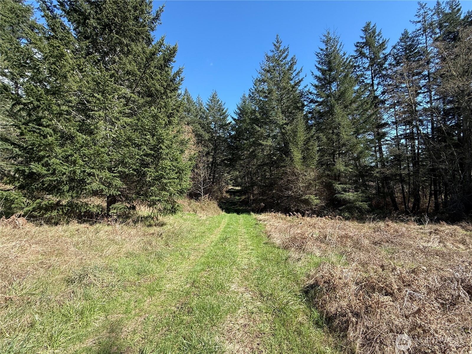 1111 Sandwith Road Friday Harbor, WA 98250 - Photo 5 of 23 a view of a yard with trees