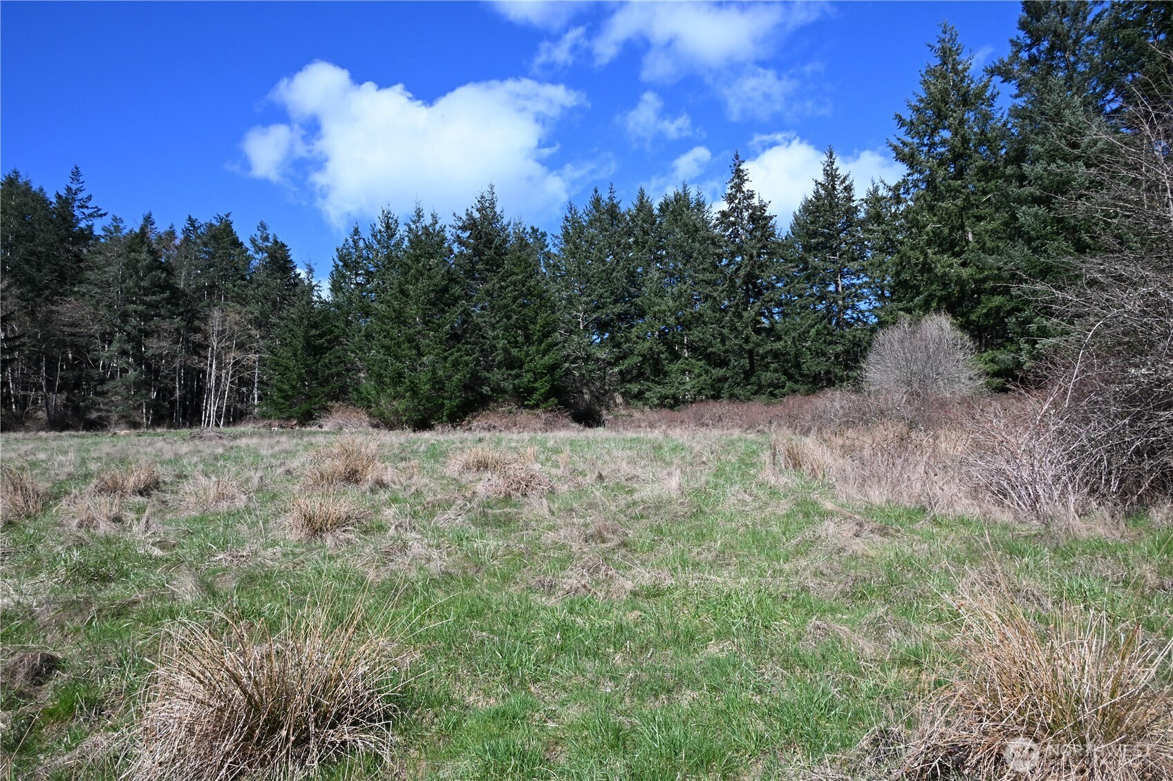 1111 Sandwith Road Friday Harbor, WA 98250 - Photo 10 of 23 a view of a dry yard with trees