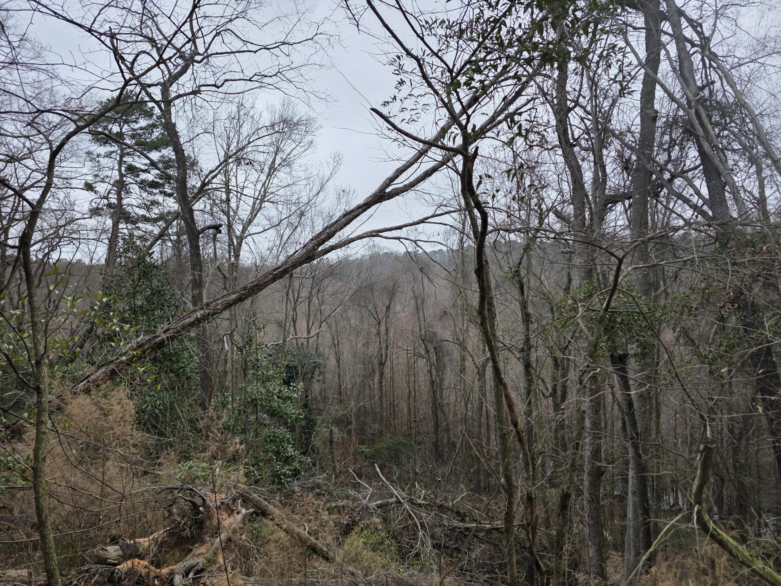 Tbd Atomic Road Beech Island, SC 29842 - Photo 2 of 6 20260219_095038