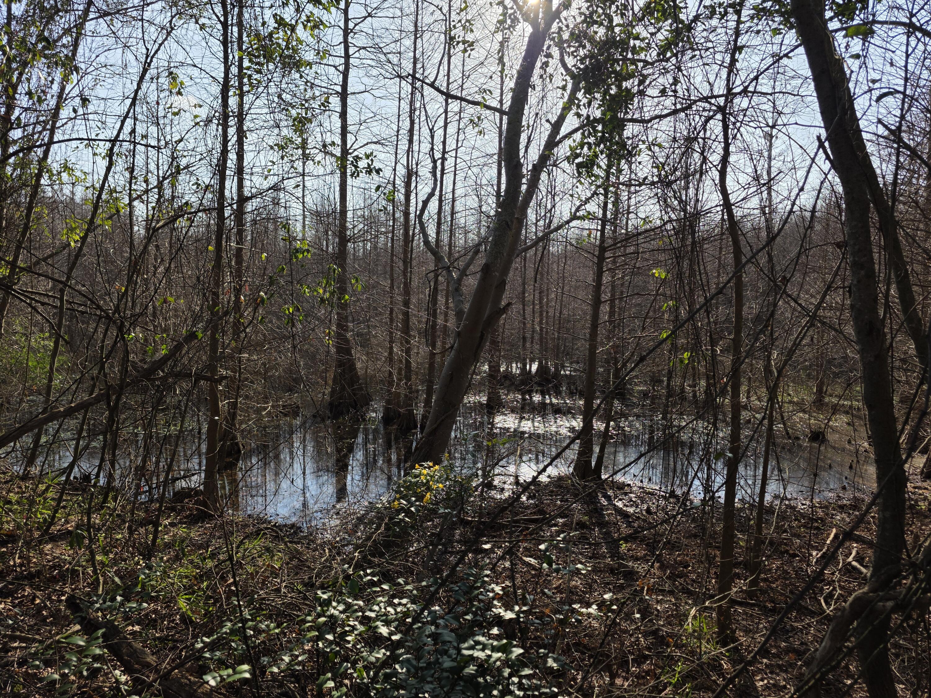 Tbd Atomic Road Beech Island, SC 29842 - Photo 3 of 6 20260303_161636