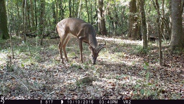 0 Reeves Road Franklinton, LA 70438 - Photo 24 of 38 Gallery Image 24
