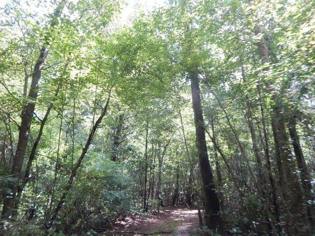 0 Reeves Road Franklinton, LA 70438 - Photo 26 of 38 Gallery Image 26