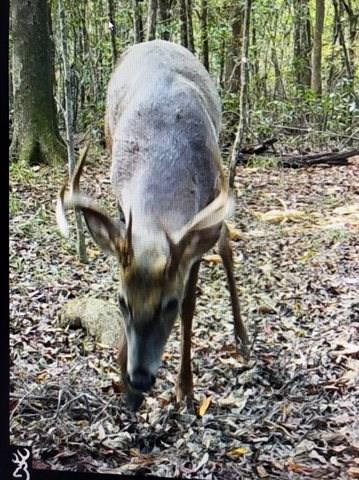 0 Reeves Road Franklinton, LA 70438 - Photo 6 of 38 Gallery Image 6
