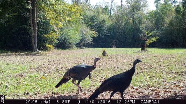 0 Reeves Road Franklinton, LA 70438 - Photo 9 of 38 Gallery Image 9