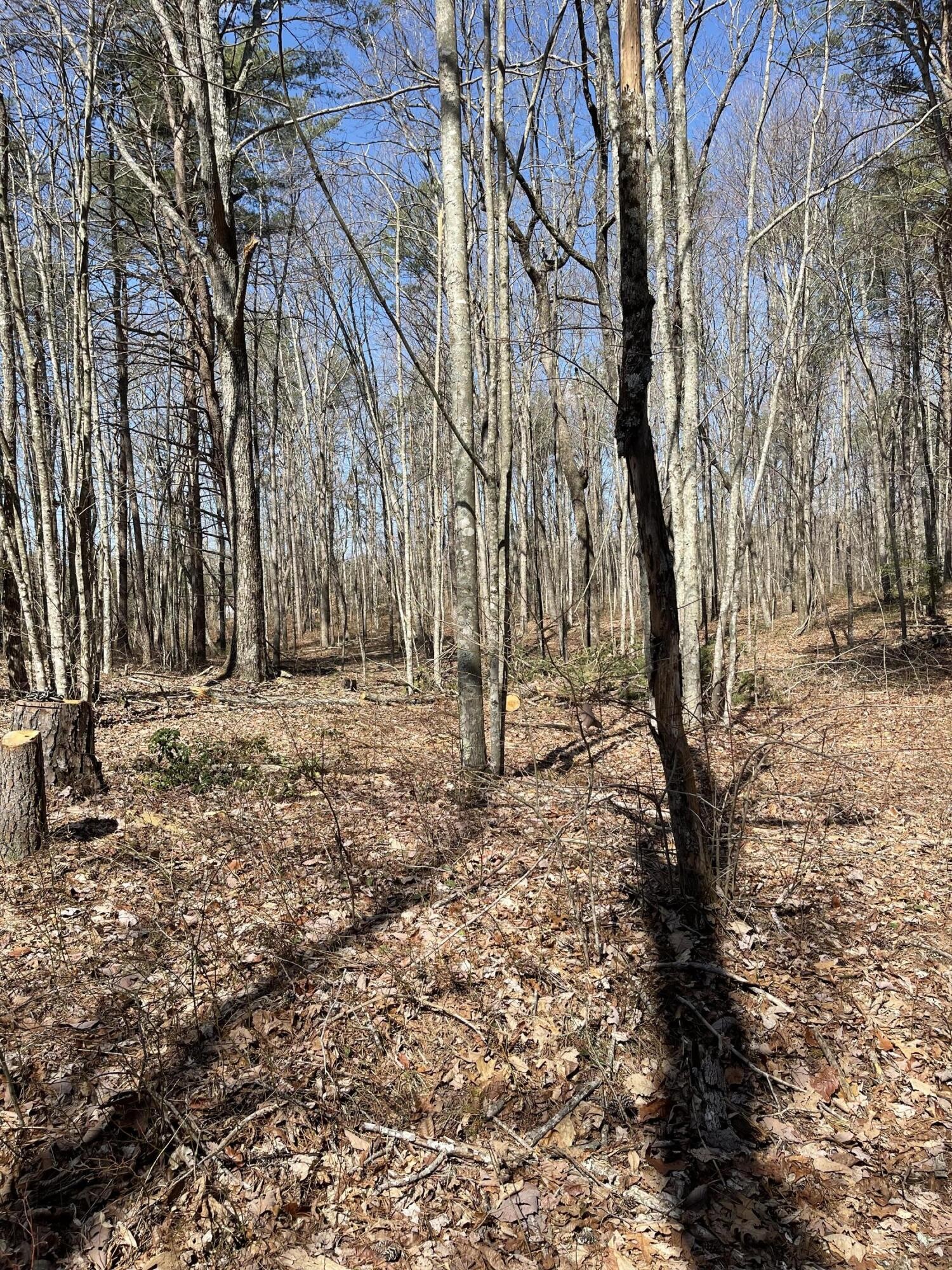 1979 Deerhead Road Dunlap, TN 37327 - Photo 10 of 16