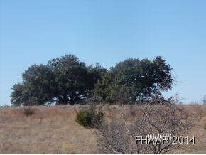 Beautiful old oak trees