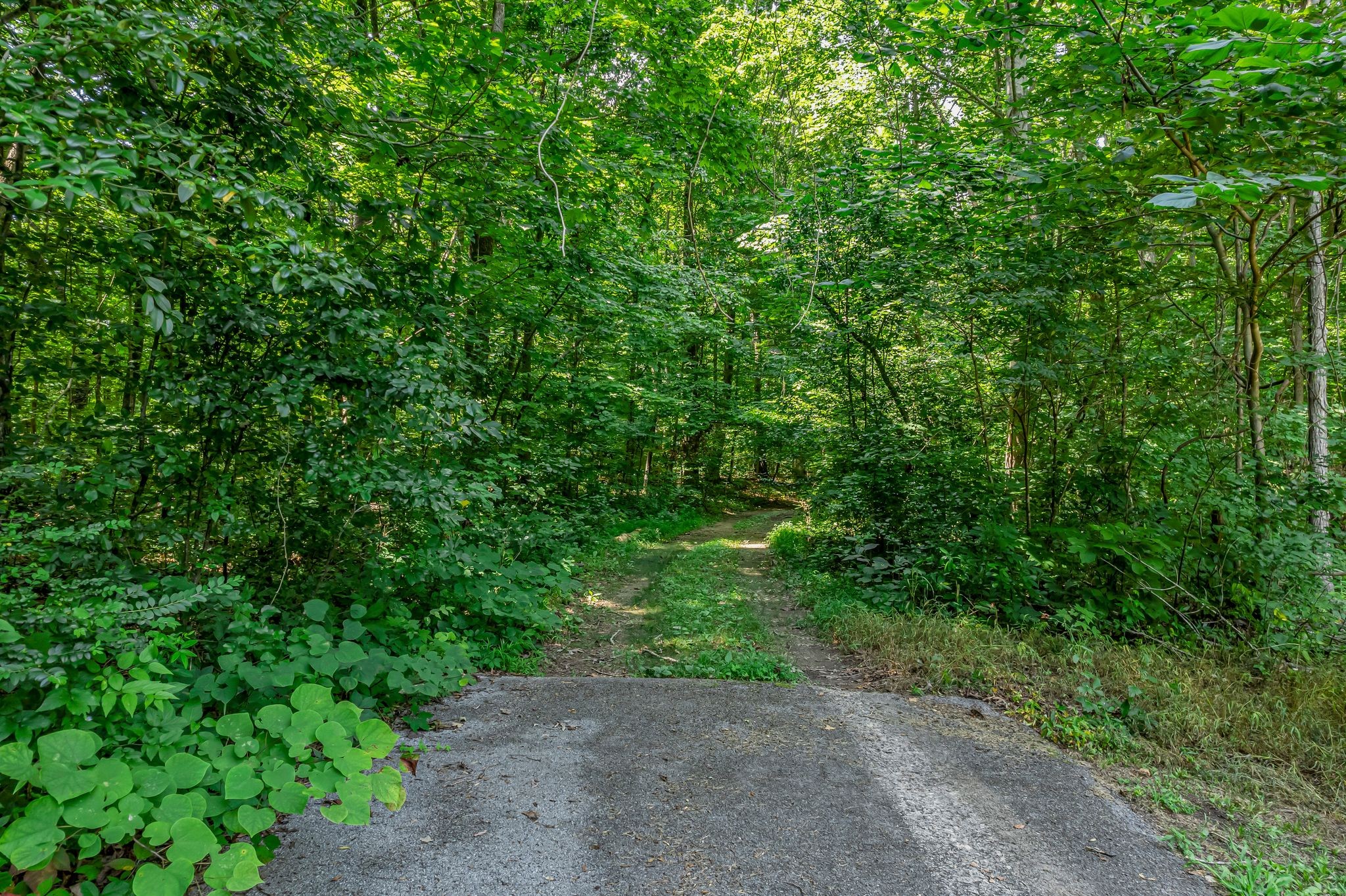 0 Scenic Road Normandy, TN 37360 - Photo 2 of 13 a view of a yard
