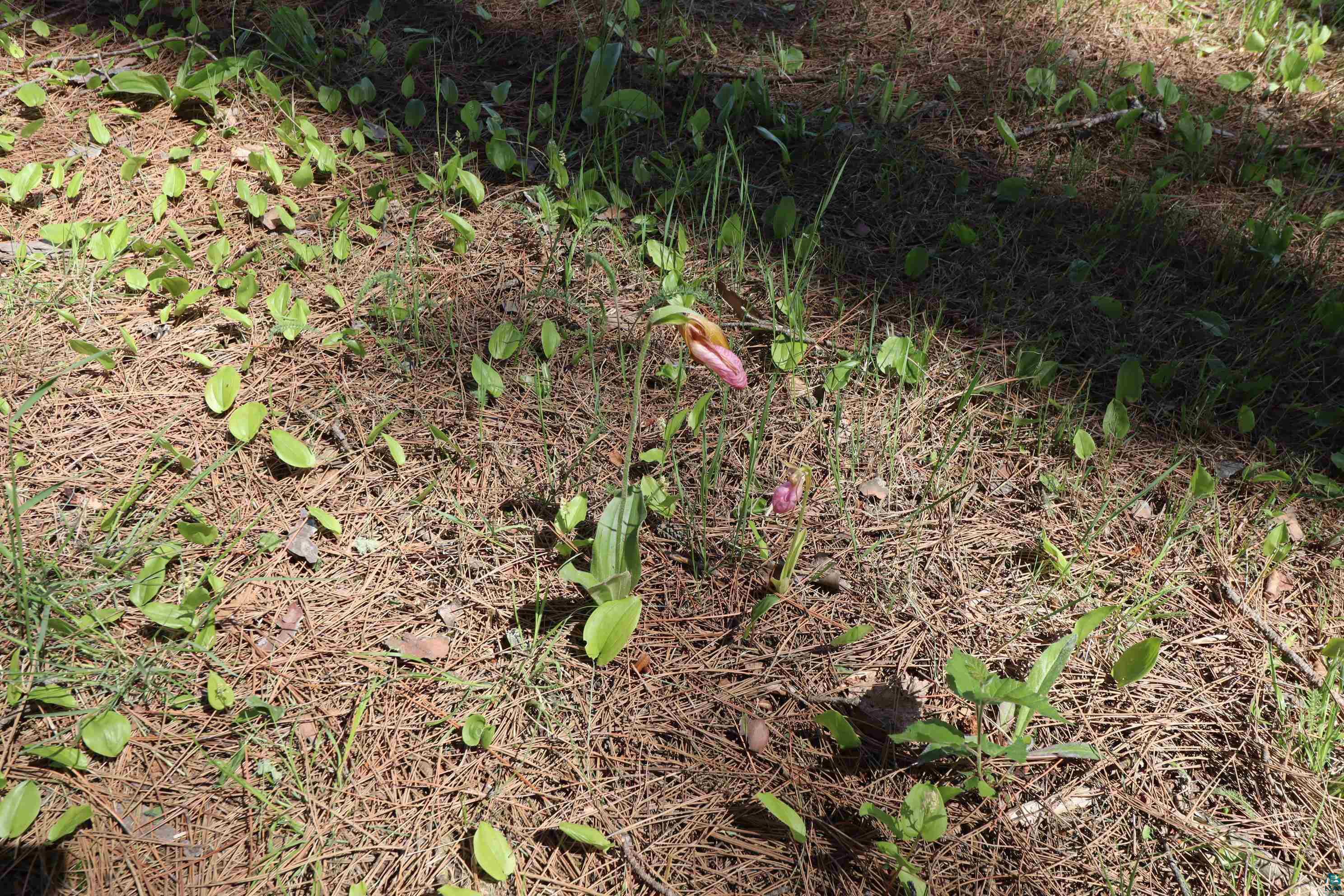 8767 South Lyman Lake Road South Range, WI 54874 - Photo 59 of 77 Lady's Slipper Grove