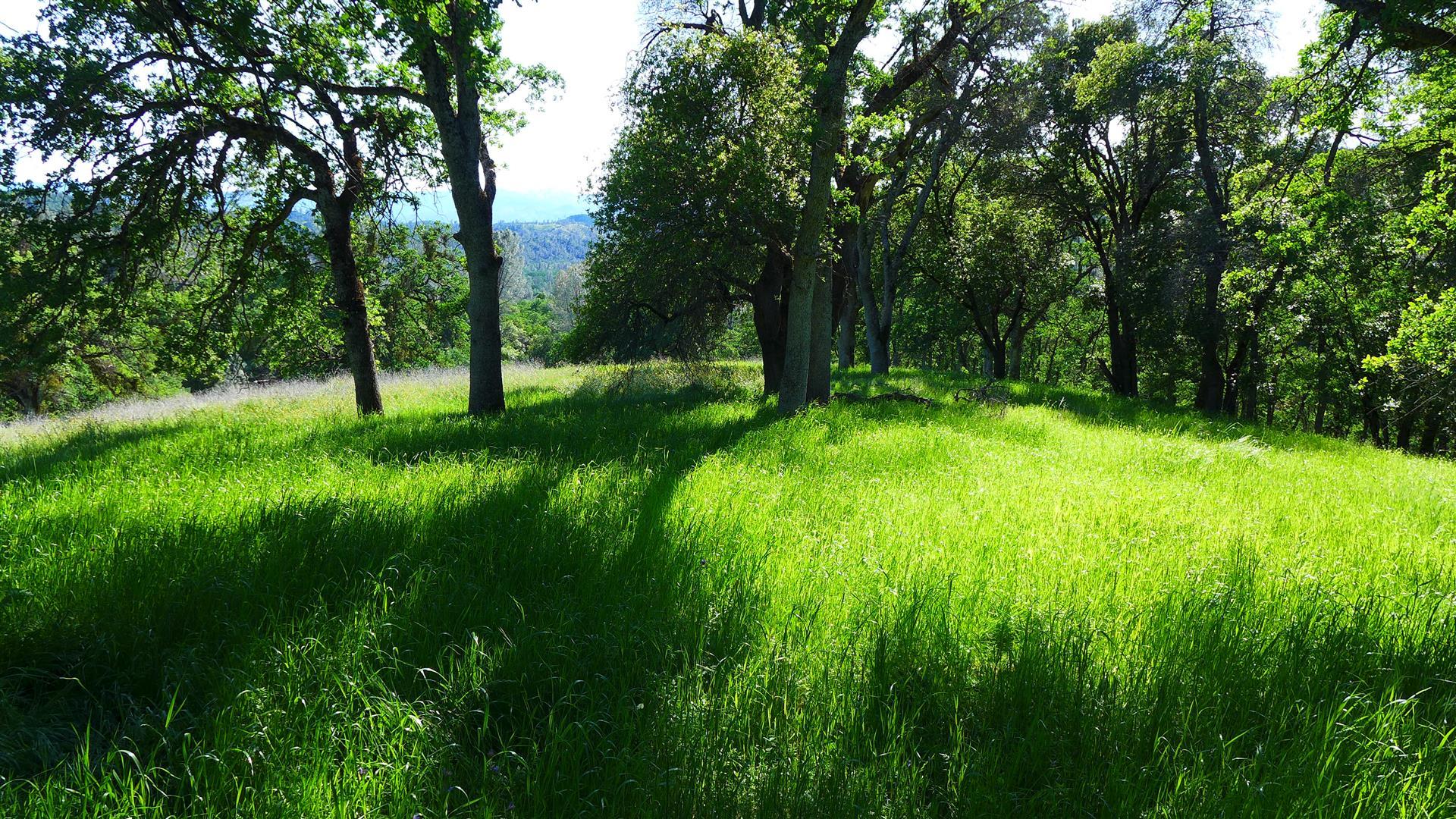 40-ac Platina Road Igo, CA 96047 - Photo 8 of 22 P1010039