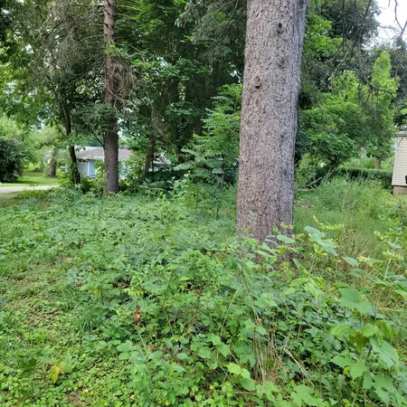a view of a lush green forest