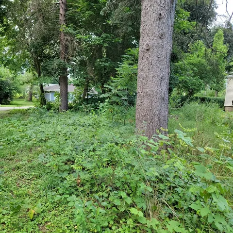 a view of a lush green forest