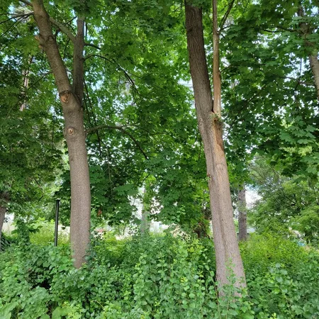 a close up of a tree in a garden