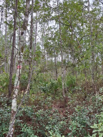 a view of a forest with lots of trees