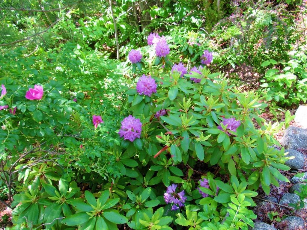 427 Lakeview Avenue Dedham, ME 04429 - Photo 32 of 35 Mature landscaping adorn this lake...