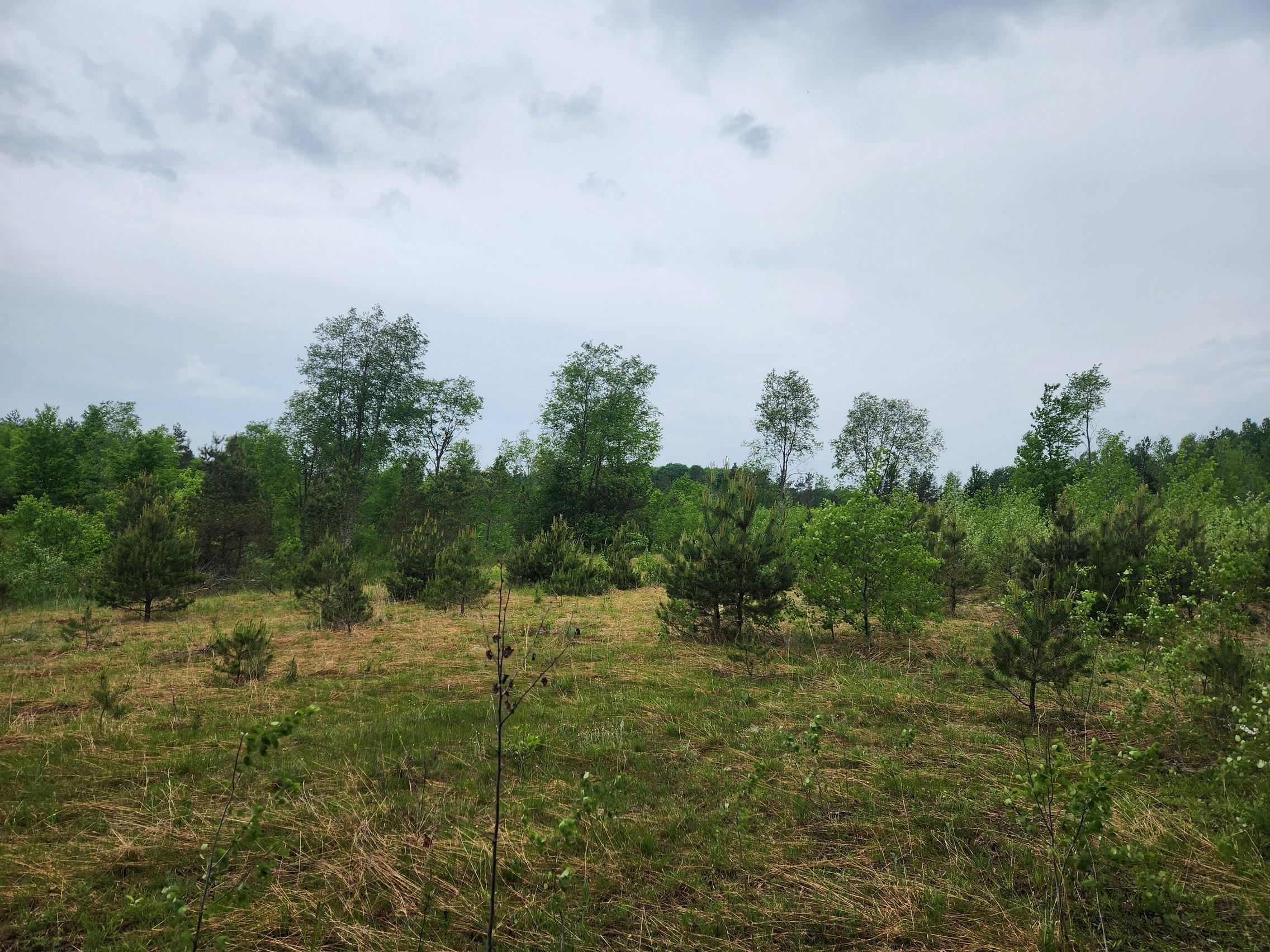 5948 Kniss Road Southeast Kalkaska, MI 49646 - Photo 10 of 37