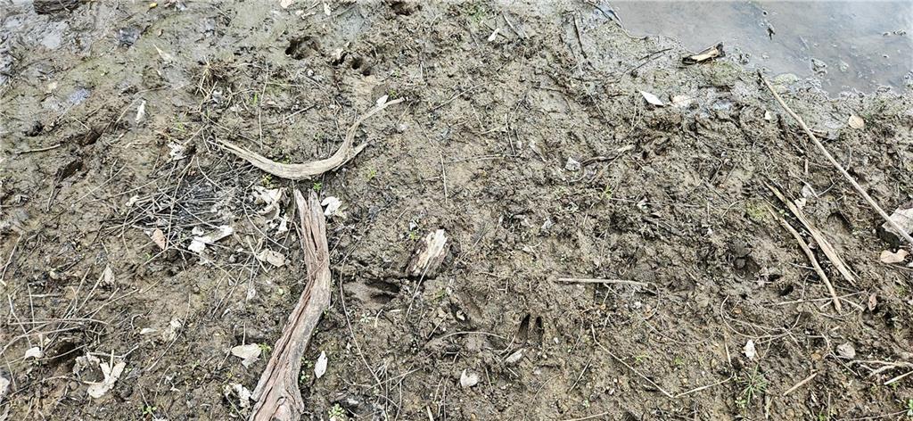 0 South State Route Drexel, MO 64742 - Photo 7 of 34