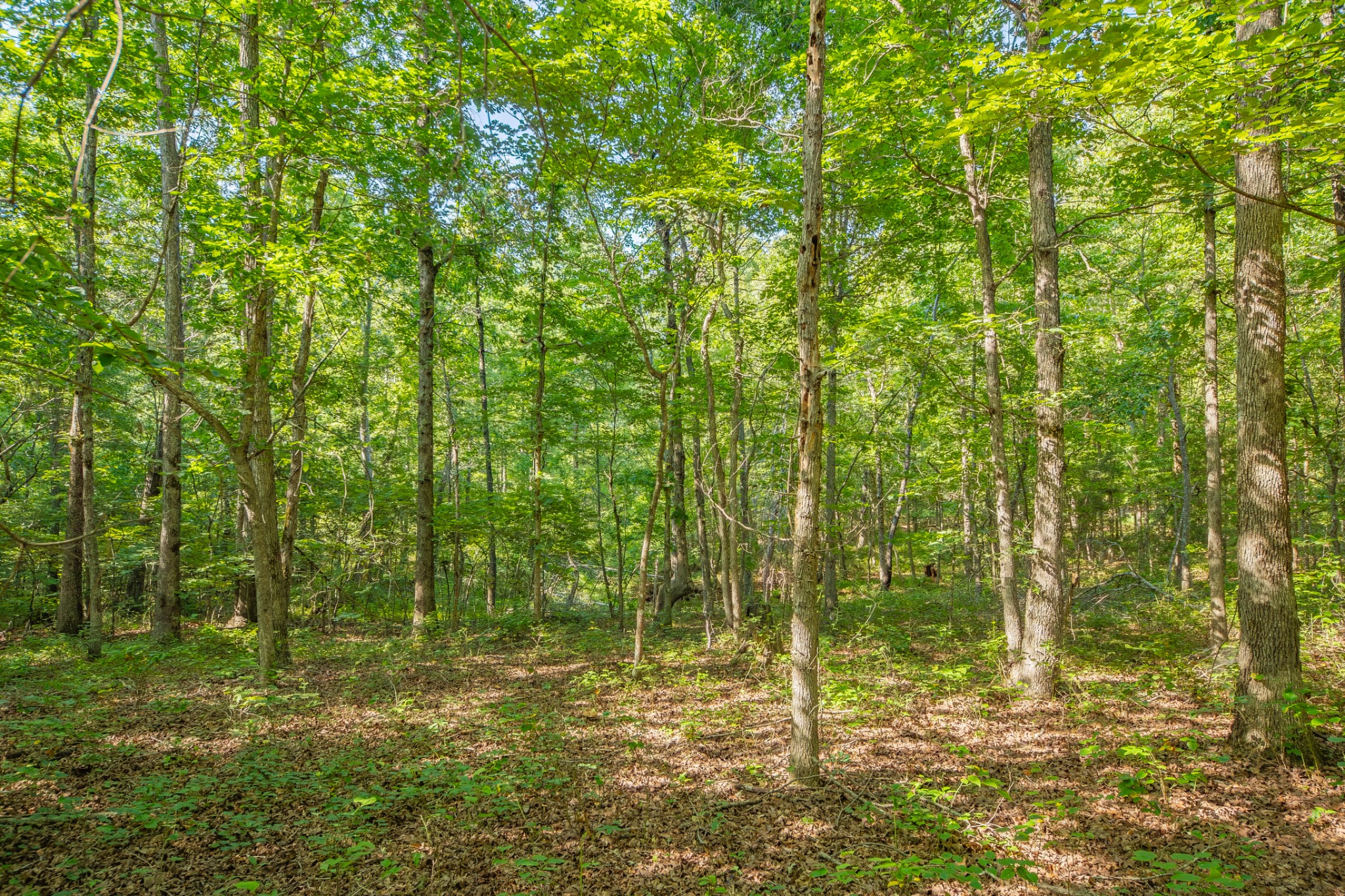 0 Pinewood Road Nunnelly, TN 37137 - Photo 30 of 64 Gallery Image 30
