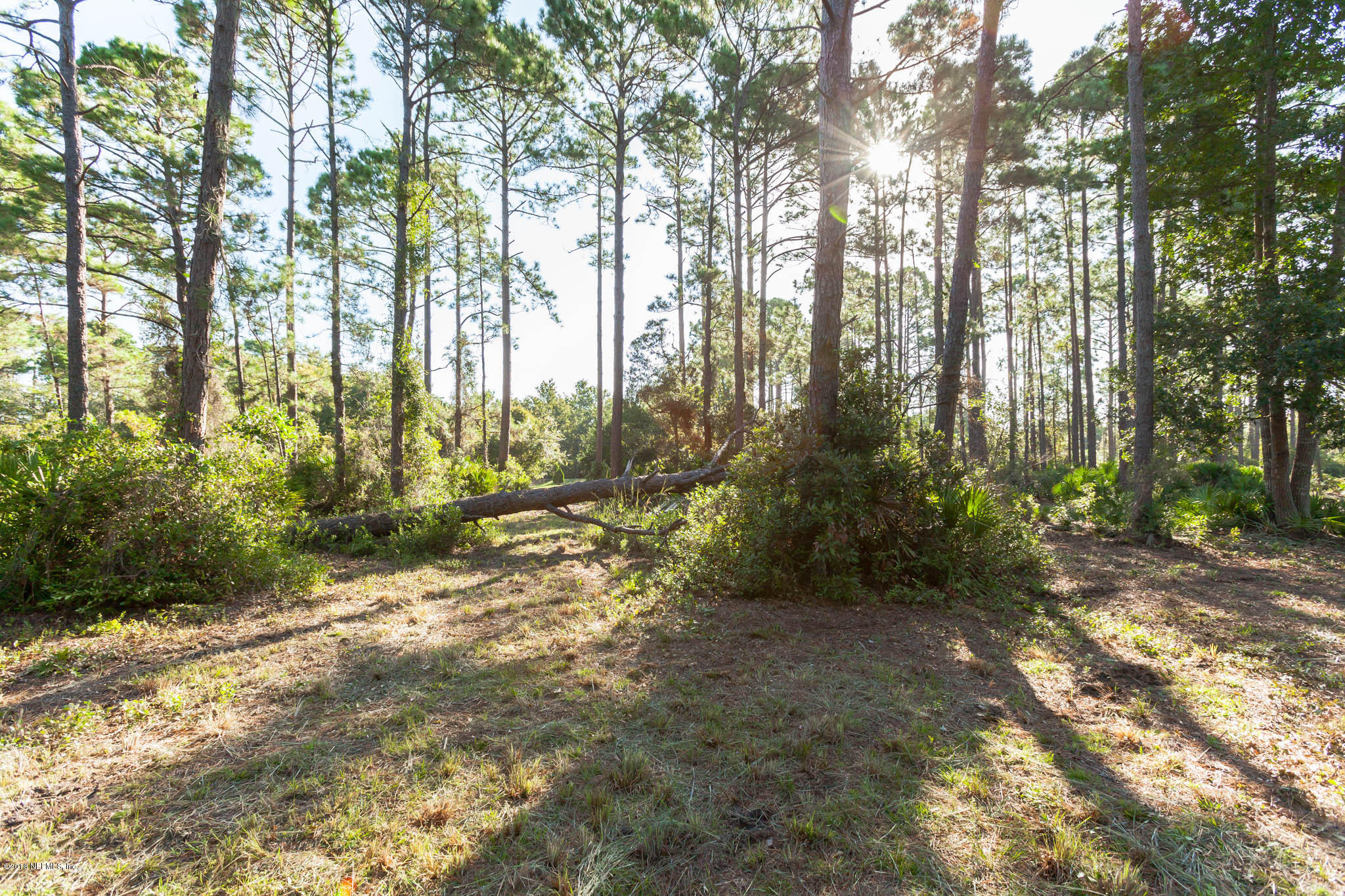 10182 Shellcracker Road Jacksonville, FL 32226 - Photo 26 of 30 a view of backyard with green space