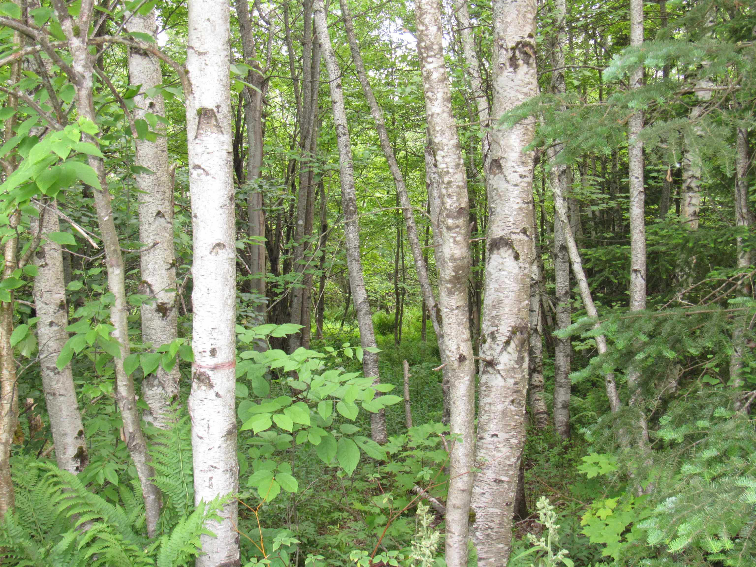 1386 Morse Road Jay, VT 05859 - Photo 12 of 21 Gallery Image 12