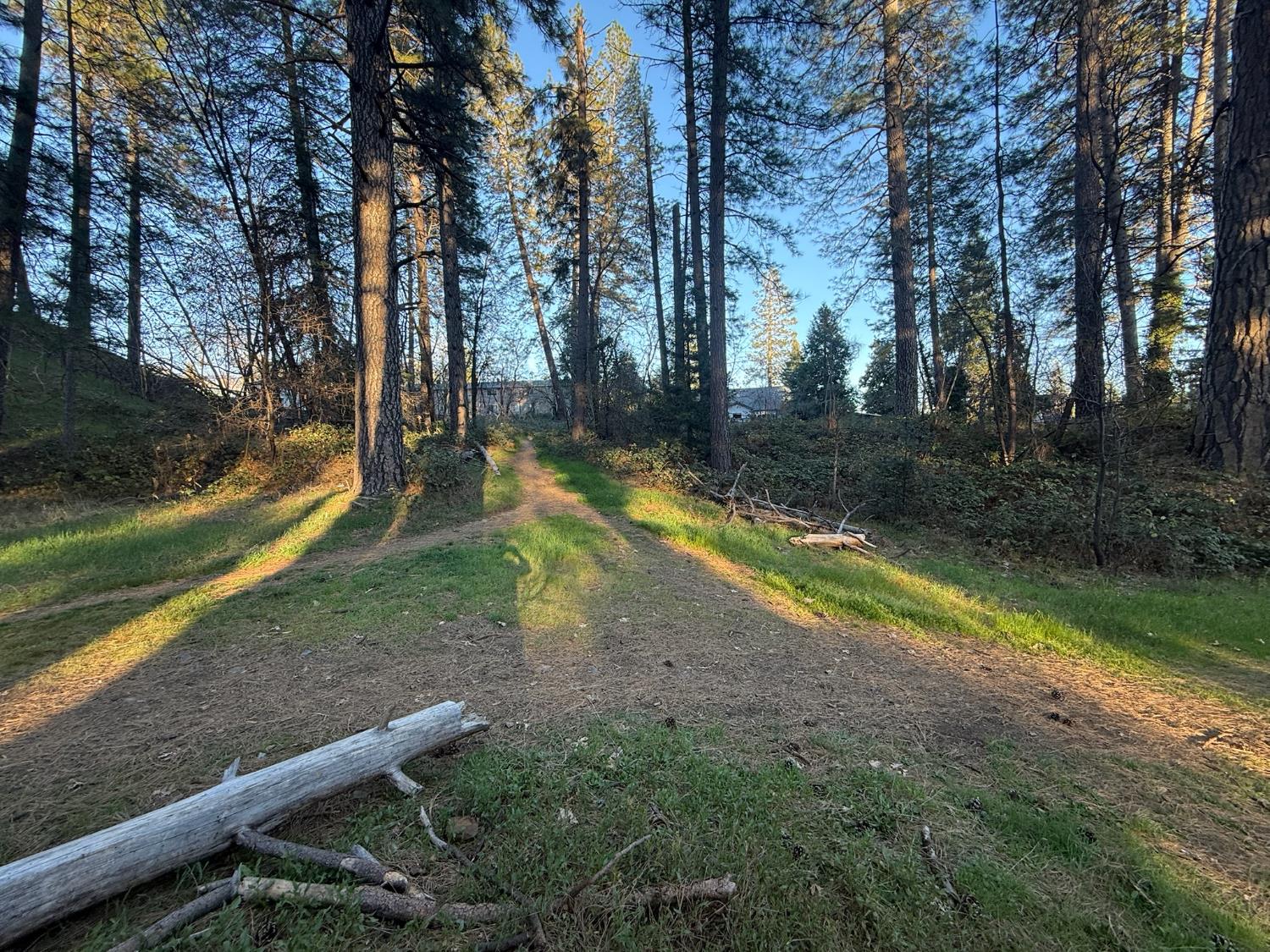 0 Pleasant Street Grass Valley, CA 95945 - Photo 4 of 25 a view of a yard with plants and trees