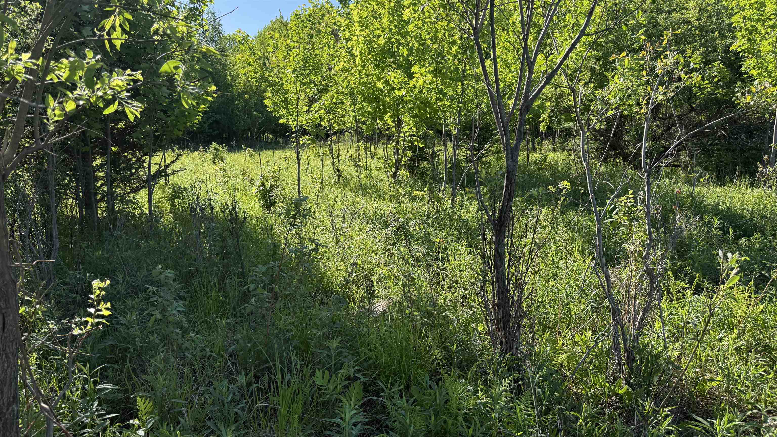 Lot 3 Eau Claire River Road Ringle, WI 54471 - Photo 13 of 28