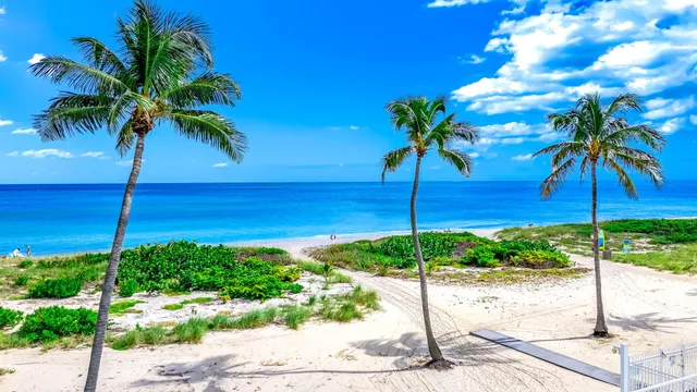 a view of a palm tree with a garden