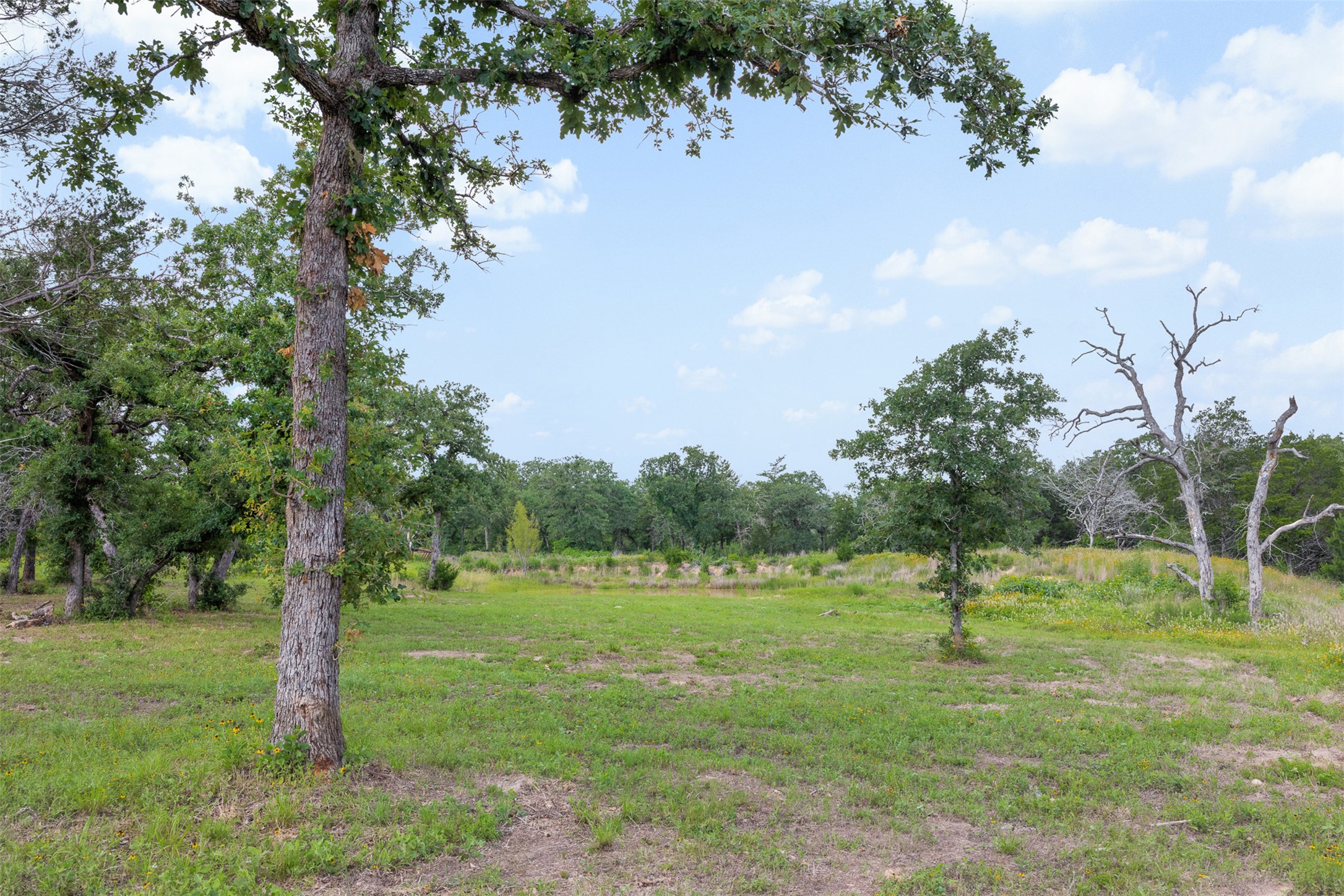 305 Cistern Road Rosanky, TX 78953 - Photo 8 of 13 A tranquil, verdant expanse offers a private retreat surrounded by mature trees and natural flora.