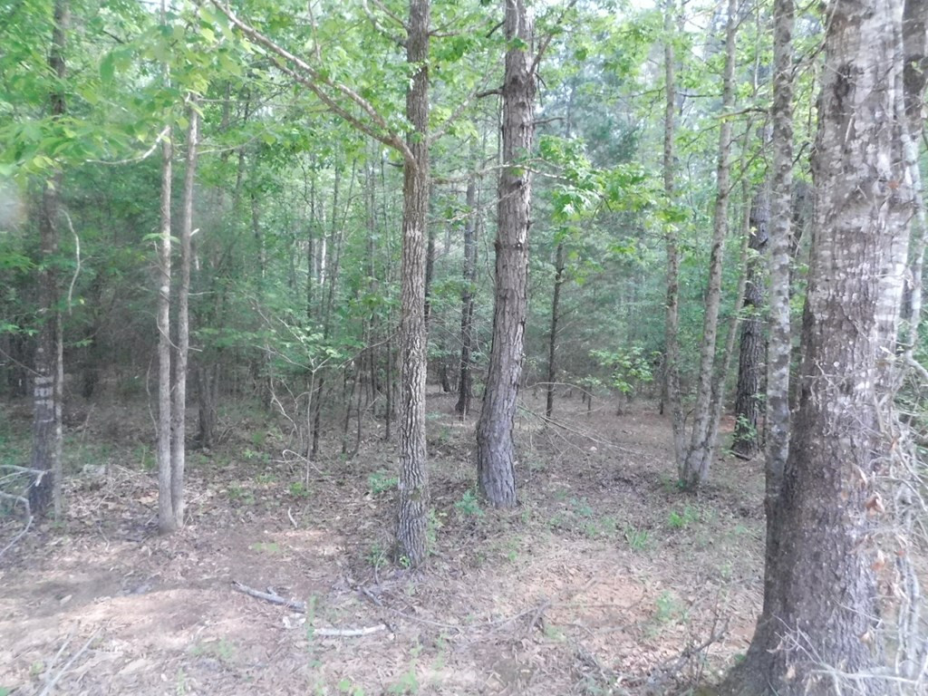 2112 Loco Church Road Lincolnton, GA 30817 - Photo 8 of 9 Gallery Image 8
