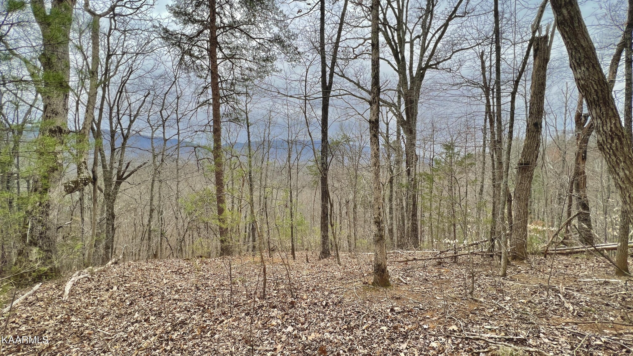 1560 Dripping Springs Road Seymour, TN 37865 - Photo 45 of 46