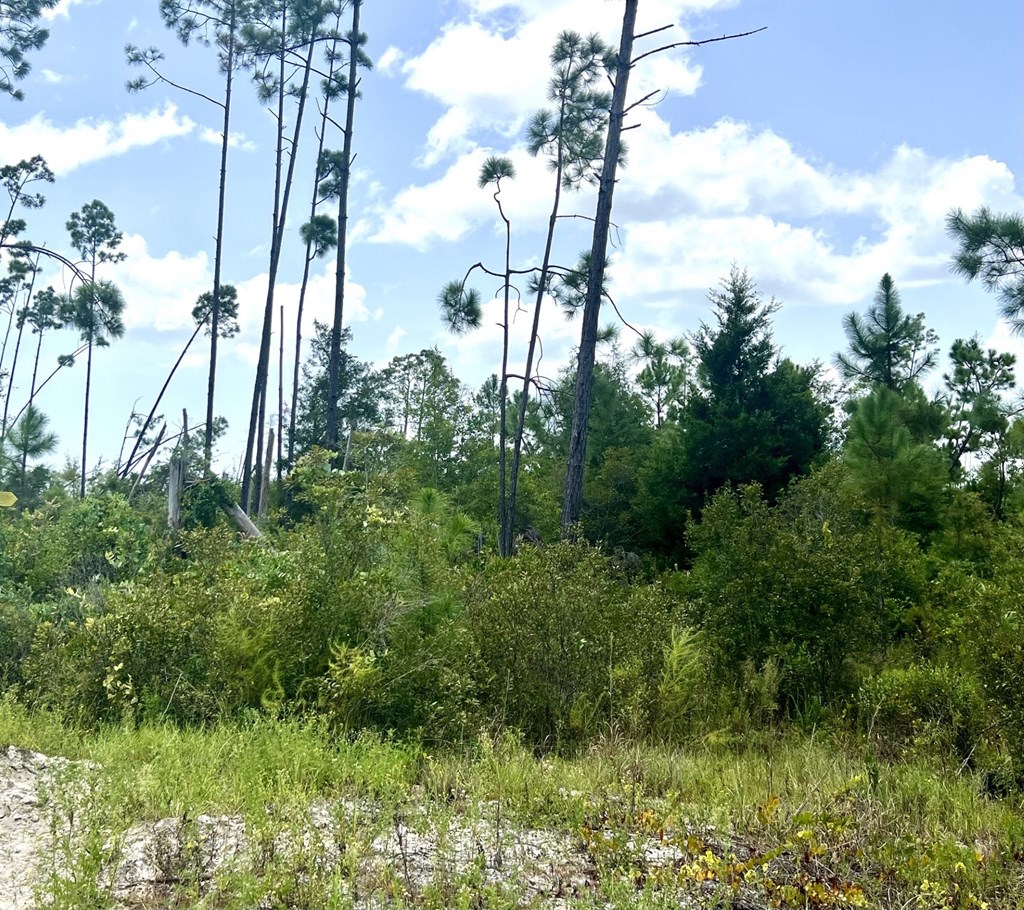 Lot 19 West Marsh Line Road Freeport, FL 32439 - Photo 4 of 9