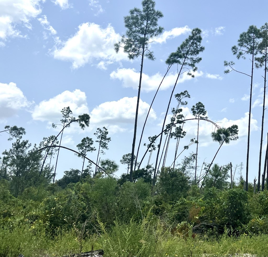 Lot 19 West Marsh Line Road Freeport, FL 32439 - Photo 8 of 9