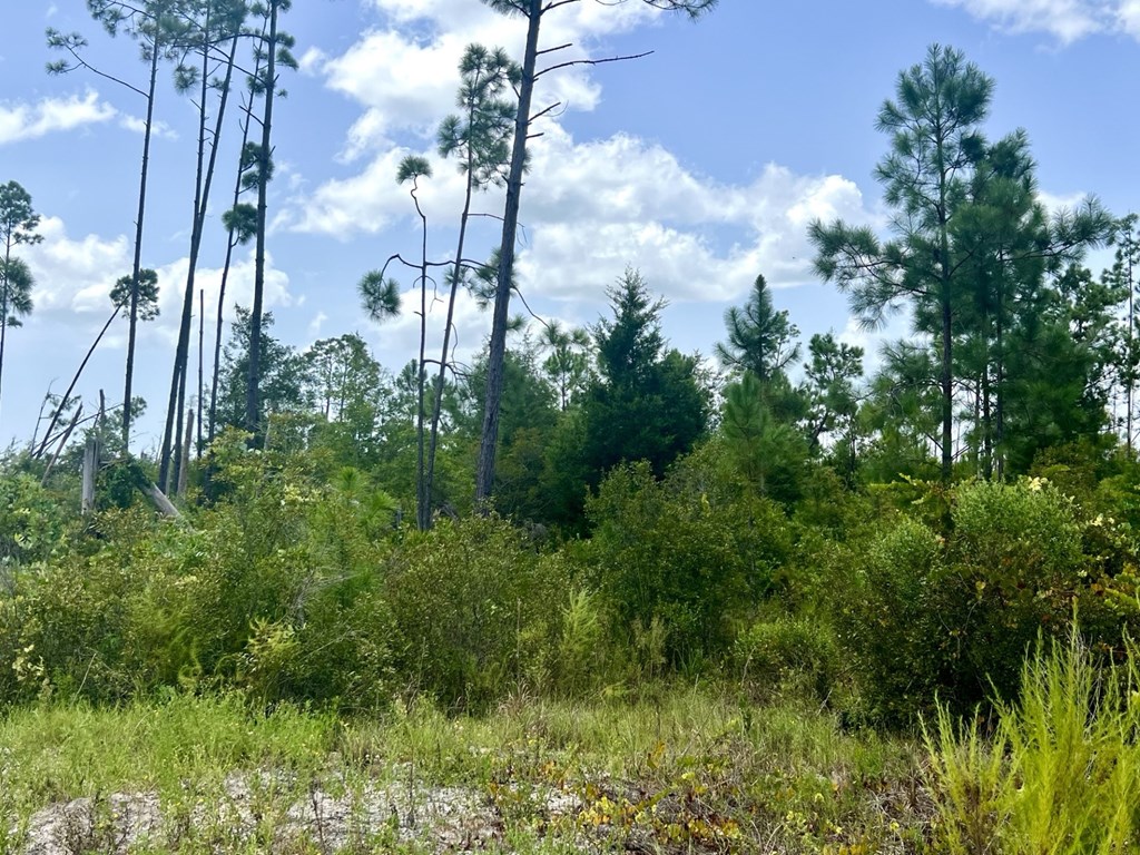 Lot 19 West Marsh Line Road Freeport, FL 32439 - Photo 9 of 9