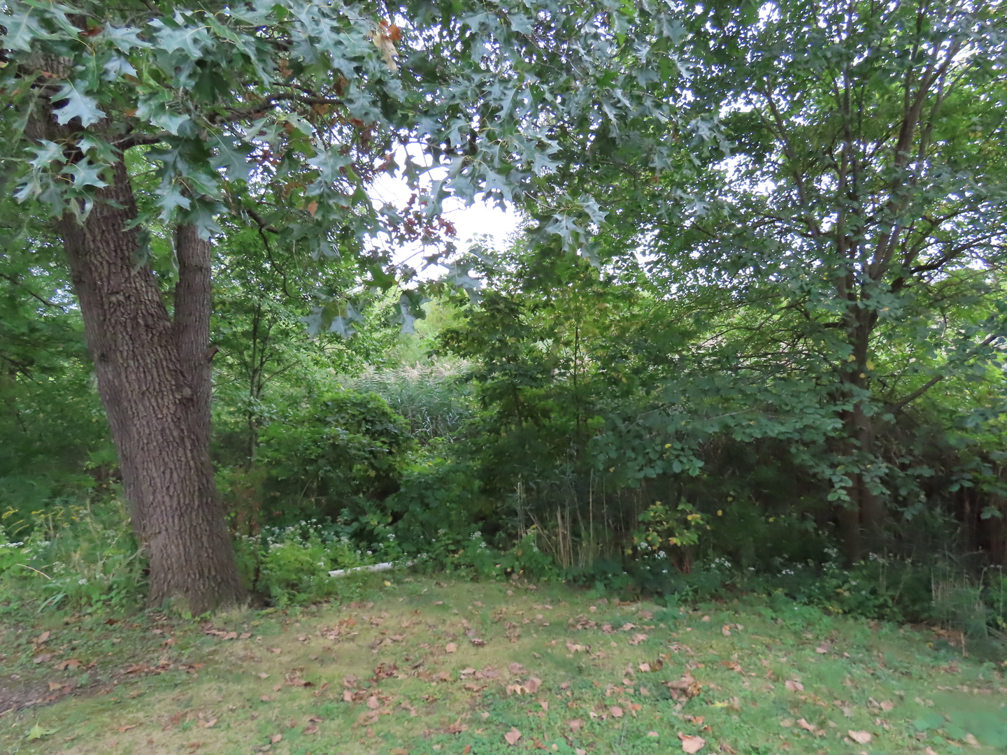 2968 North 2659th Road Seneca, IL 61360 - Photo 14 of 20 a view of a forest