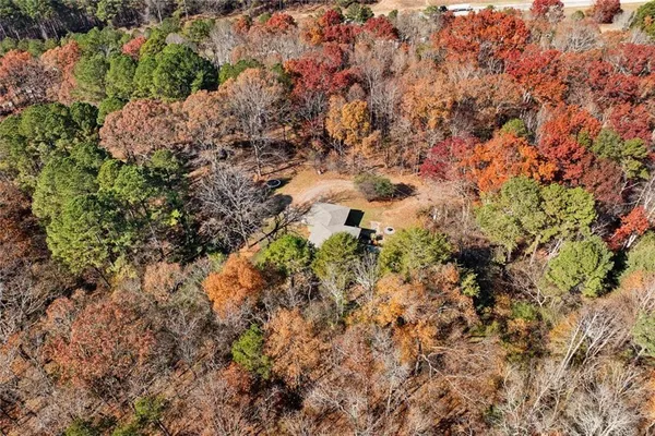 a view of a yard with plants and large trees