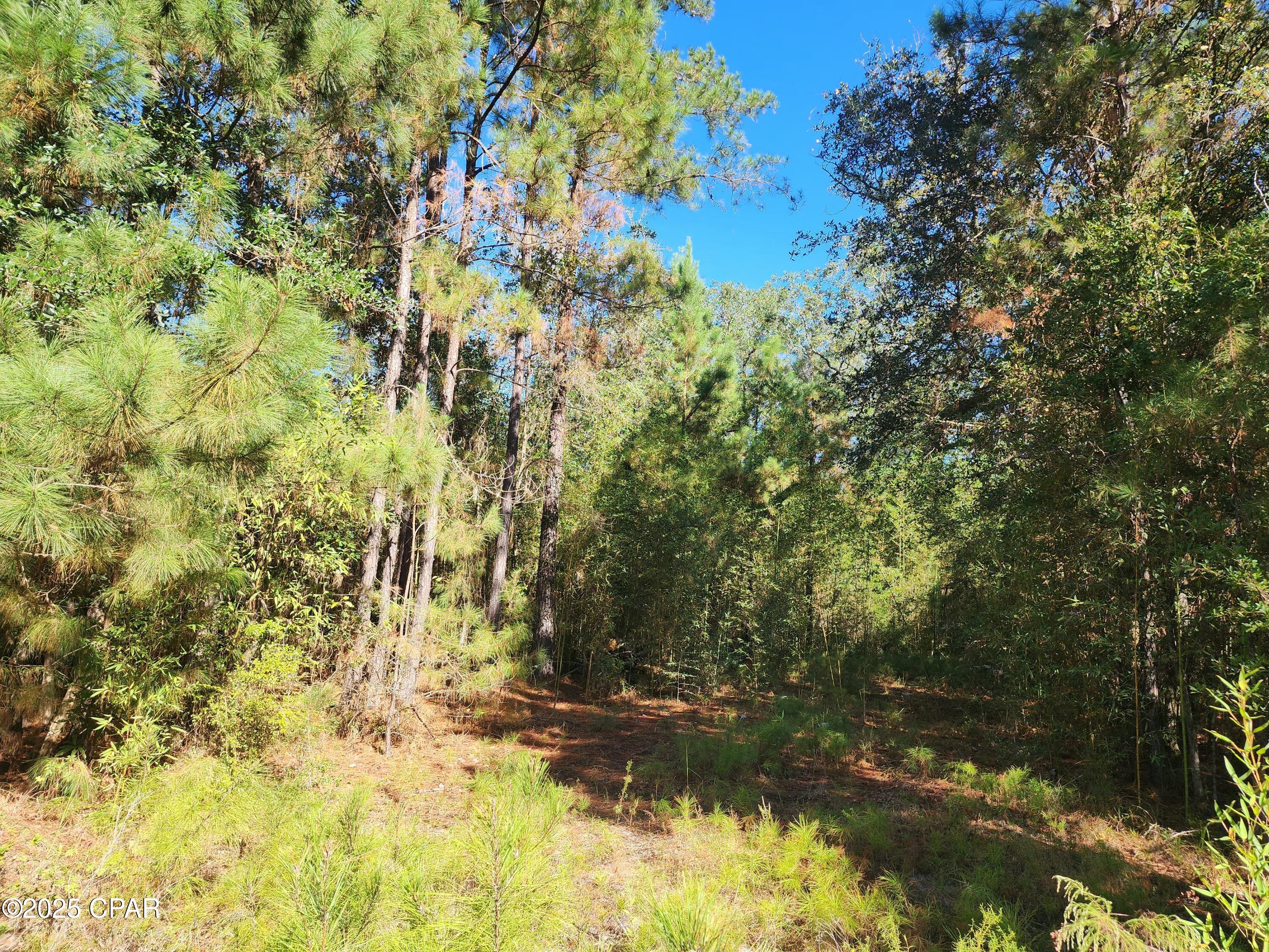 0 Pineridge Church Road Marianna, FL 32448 - Photo 3 of 33