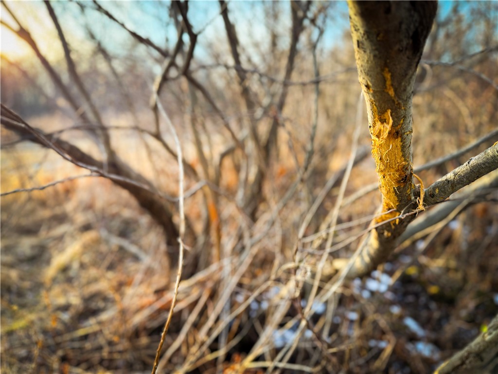 V/l-1 Lodi Center Road Lodi, NY 14860 - Photo 17 of 50