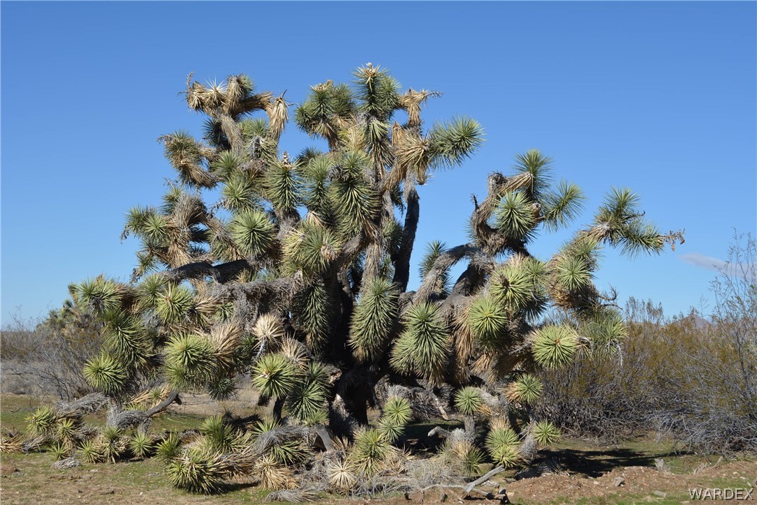 2089 Roadrunner Yucca, AZ 86438 - Photo 21 of 50