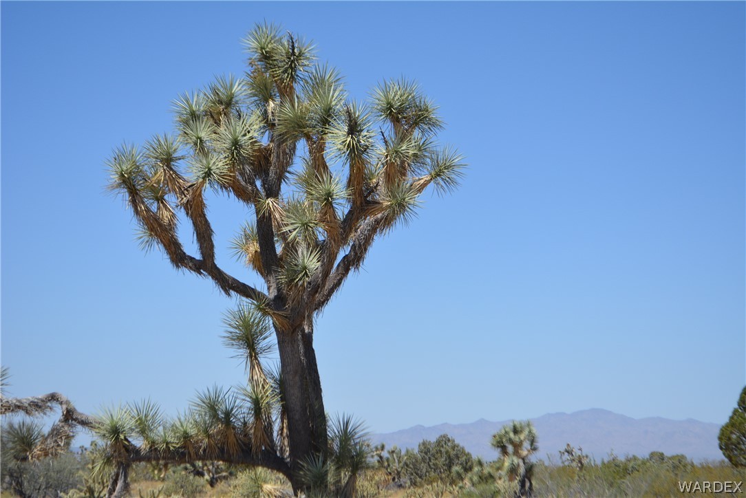 2089 Roadrunner Yucca, AZ 86438 - Photo 24 of 50