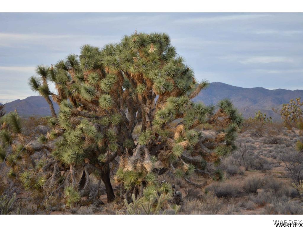 2089 Roadrunner Yucca, AZ 86438 - Photo 3 of 50