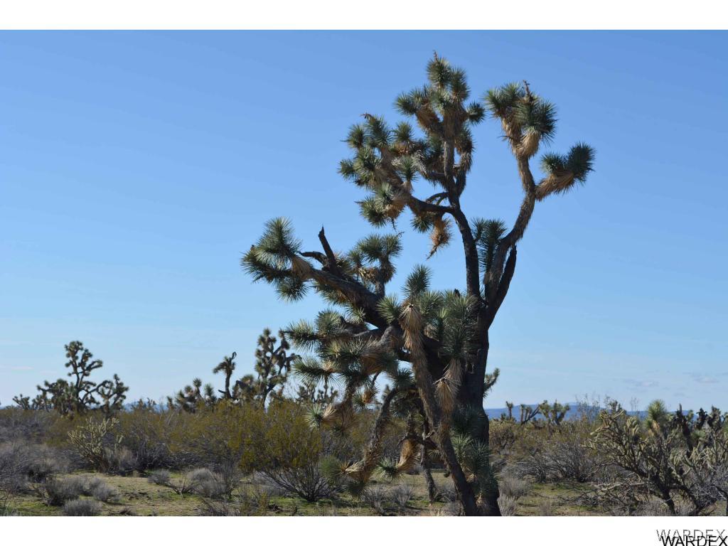 2089 Roadrunner Yucca, AZ 86438 - Photo 4 of 50