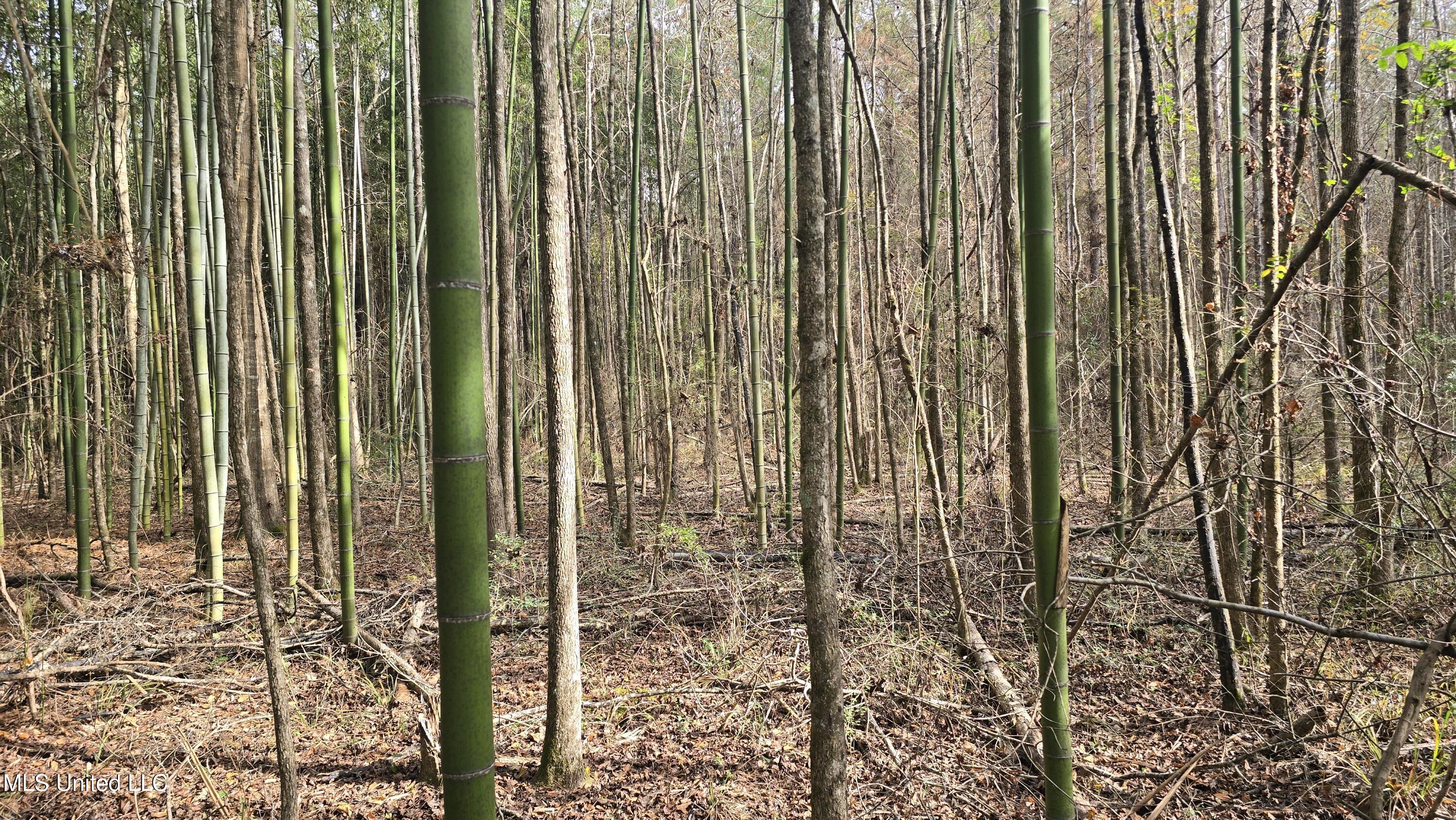 92 Price Road Jayess, MS 39641 - Photo 20 of 48 20251216_115941