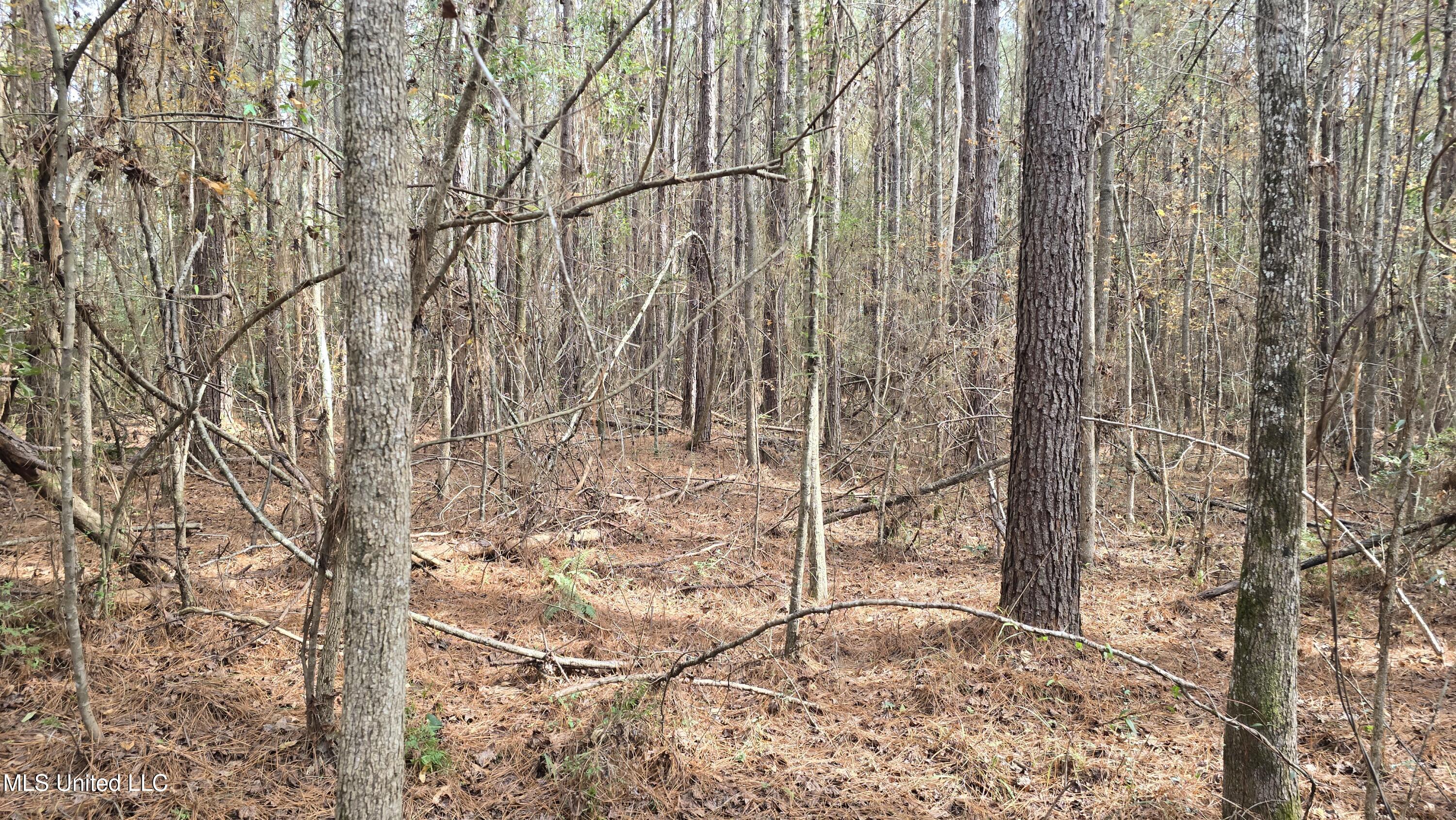 92 Price Road Jayess, MS 39641 - Photo 23 of 48 20251216_120058