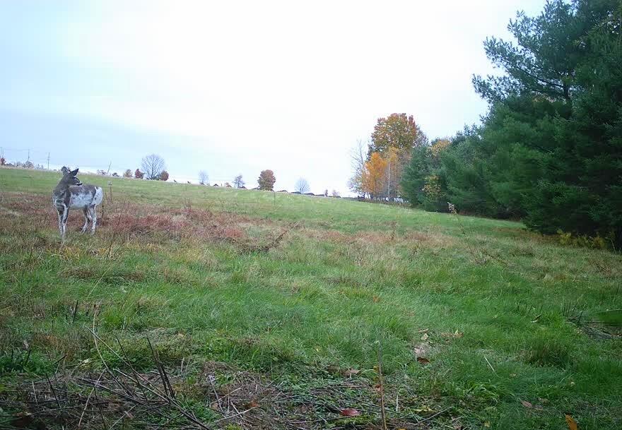 16 A Pooler Road Pittsfield, ME 04967 - Photo 2 of 9 Deer