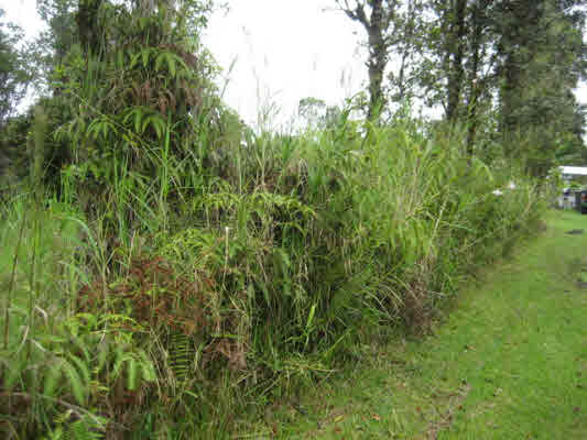418 Ekika Road Mountain View, HI 96771 - Photo 1 of 9 a view of a lush green forest