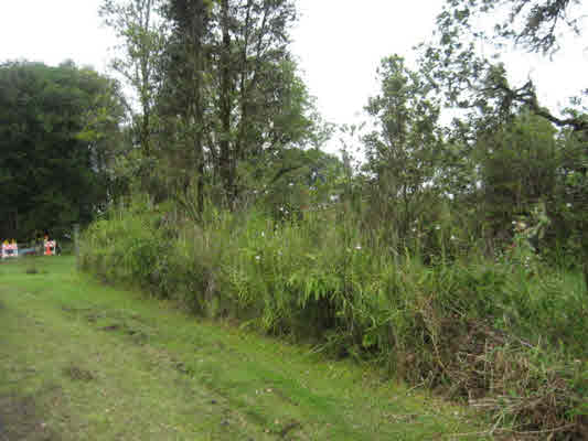 418 Ekika Road Mountain View, HI 96771 - Photo 2 of 9 a view of a lush green forest